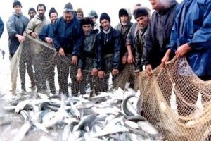 صید بالغ بر 790 تن انواع ماهیان استخوانی در گیلان