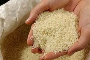 موسسه تحقیقات برنج ۶۰ رقم برنج بومی معرفی می‌کند