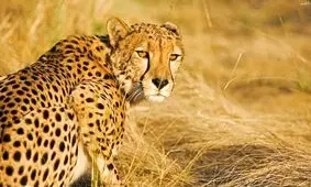 یوز آسیایی را بیشتر بشناسید/ با ۵۰ یوز آسیایی؛ چشم امید دنیا به ایران است