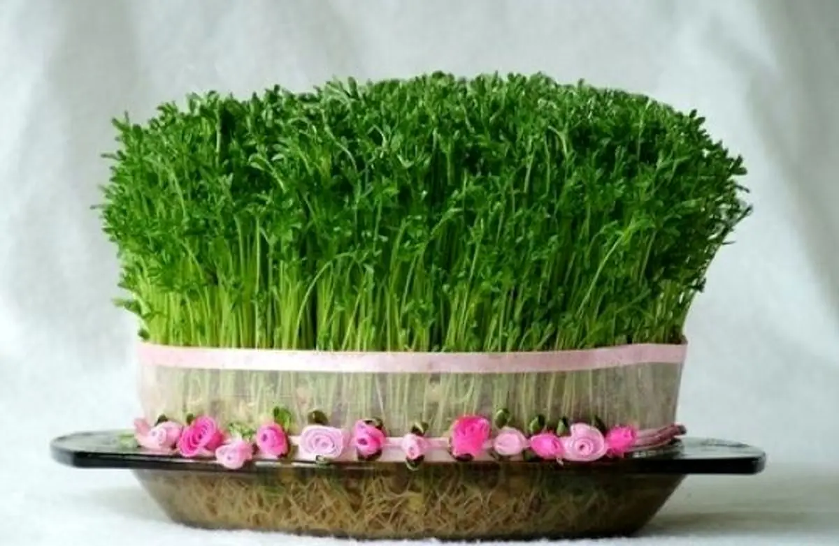 پویش‌های مجازی که دم عید راه می‌افتد/ گندم سبز کنیم یا هسته پرتقال؟