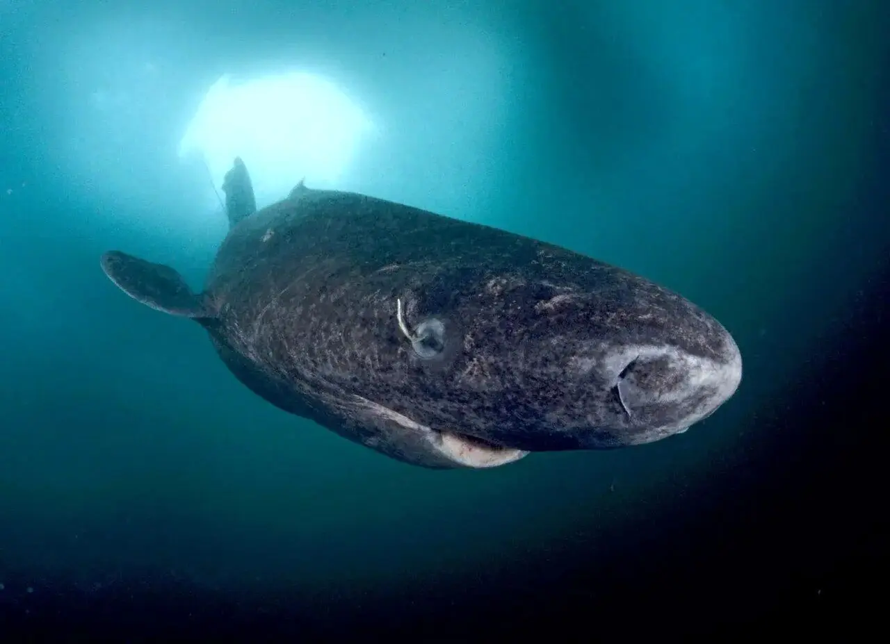 با ۵۰۰ سال سن هنوز زنده است / پیرترین موجود زنده جهان / عکس