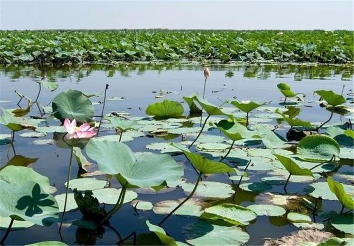 احیای تالاب انزلی سبب توسعه گردشگری گیلان می‌شود