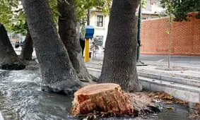 مشکل "چنارهای ولیعصر" سرطان نیست/ رییس جمهور سه‌شنبه درخت می‌کارد/ کارناوال 8 روزه درخت کاری پایتخت