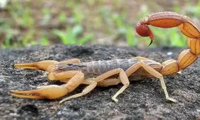 گران قیمت ترین مایعات دنیا + تصاویر