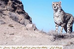 احتمالاً این آخرین سال زندگی یوز در استان یزد است/ تقریباً تمام زیستگاههای این گونه در استان دستکاری شده‌اند