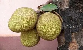 میوه ای با طعم گوشت!