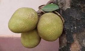 میوه ای با طعم گوشت!