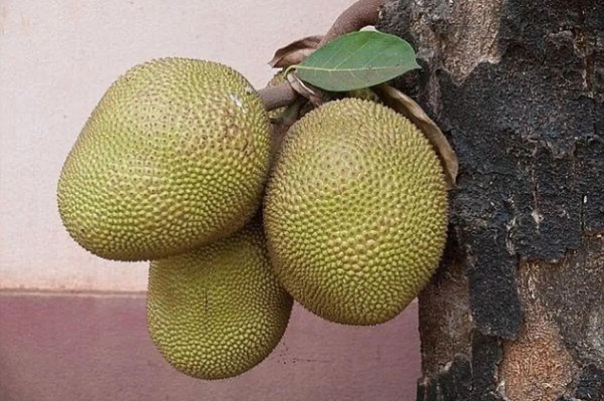 میوه ای با طعم گوشت!