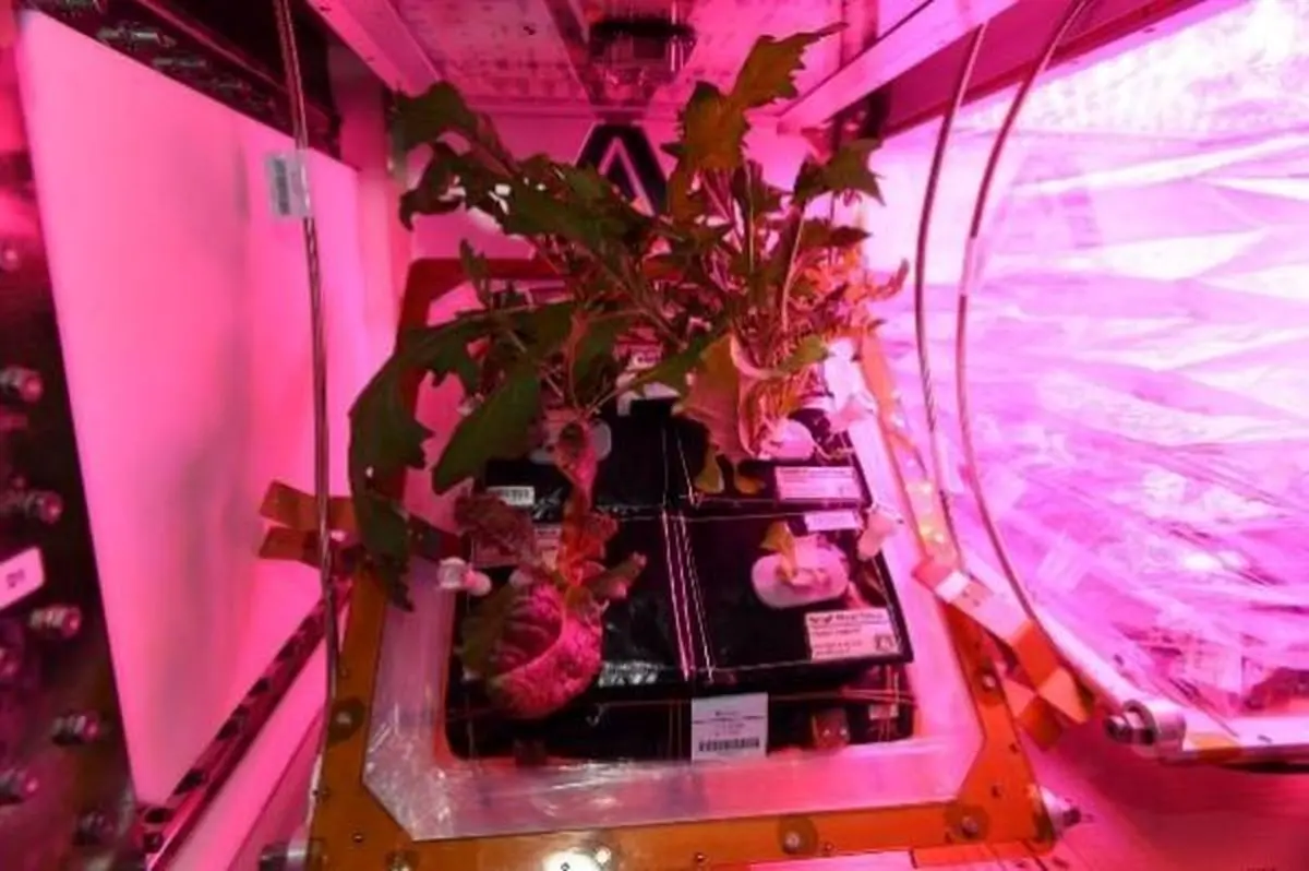 پرورش کاهو در فضا