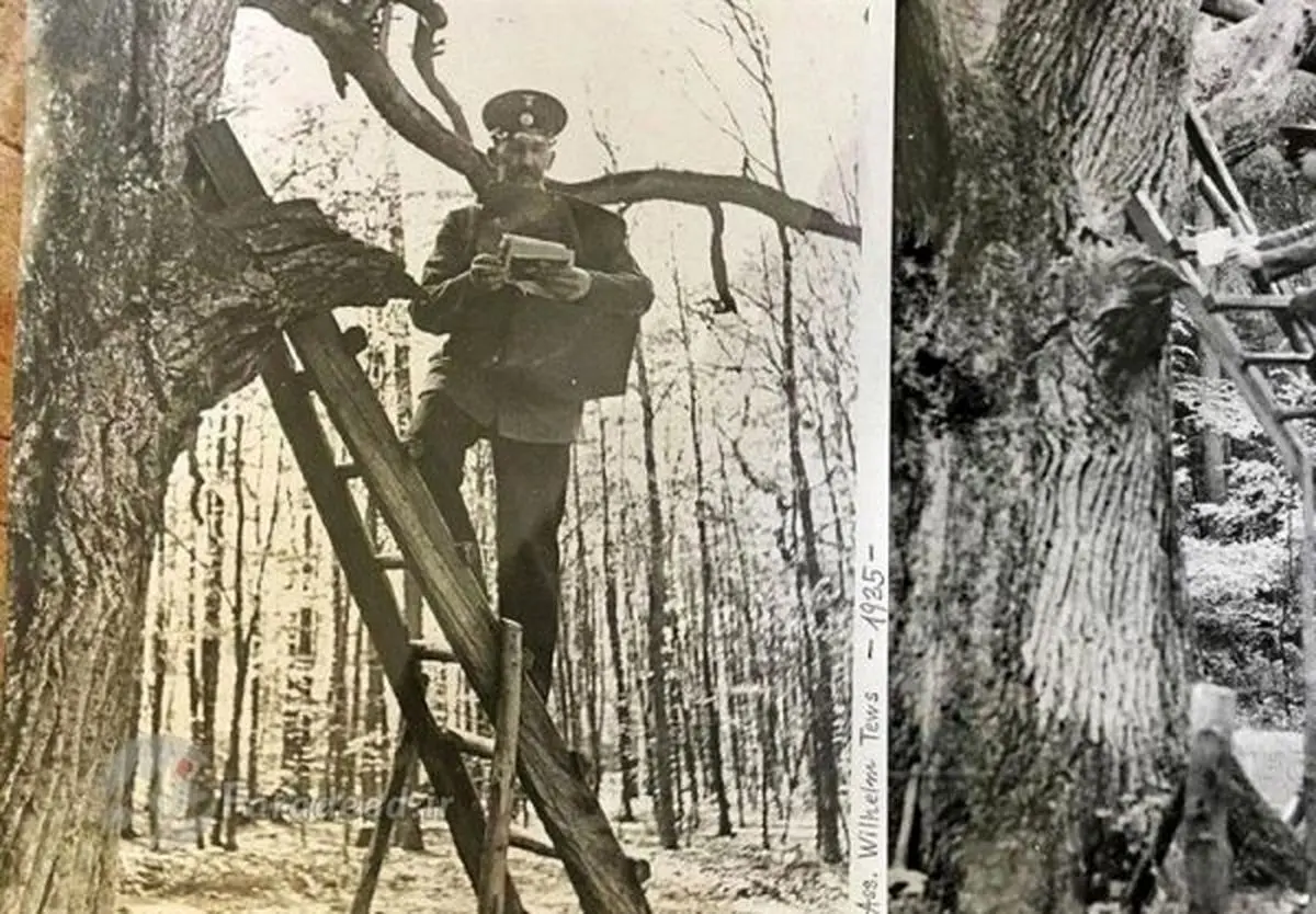 تنها درختی در جهان که آدرس پستی دارد