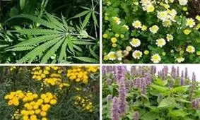 گیلان دارای پتانسیل بالا در زمینه تولید گیاهان دارویی است