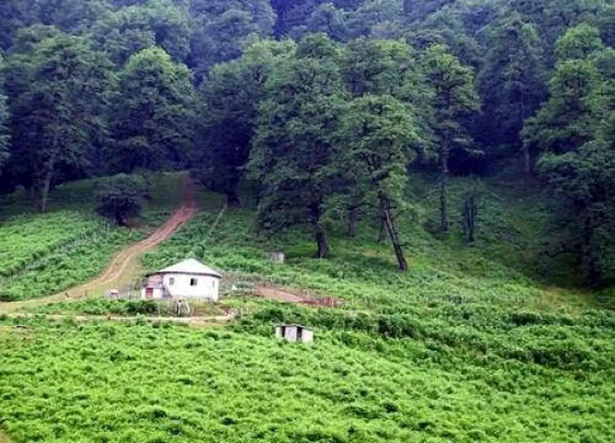 اینفوگرافیک/ ایران، کشوری کم جنگل