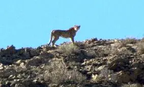 ۴ قلاده یوزپلنگ در پارک ملی توران شاهرود مشاهده شد