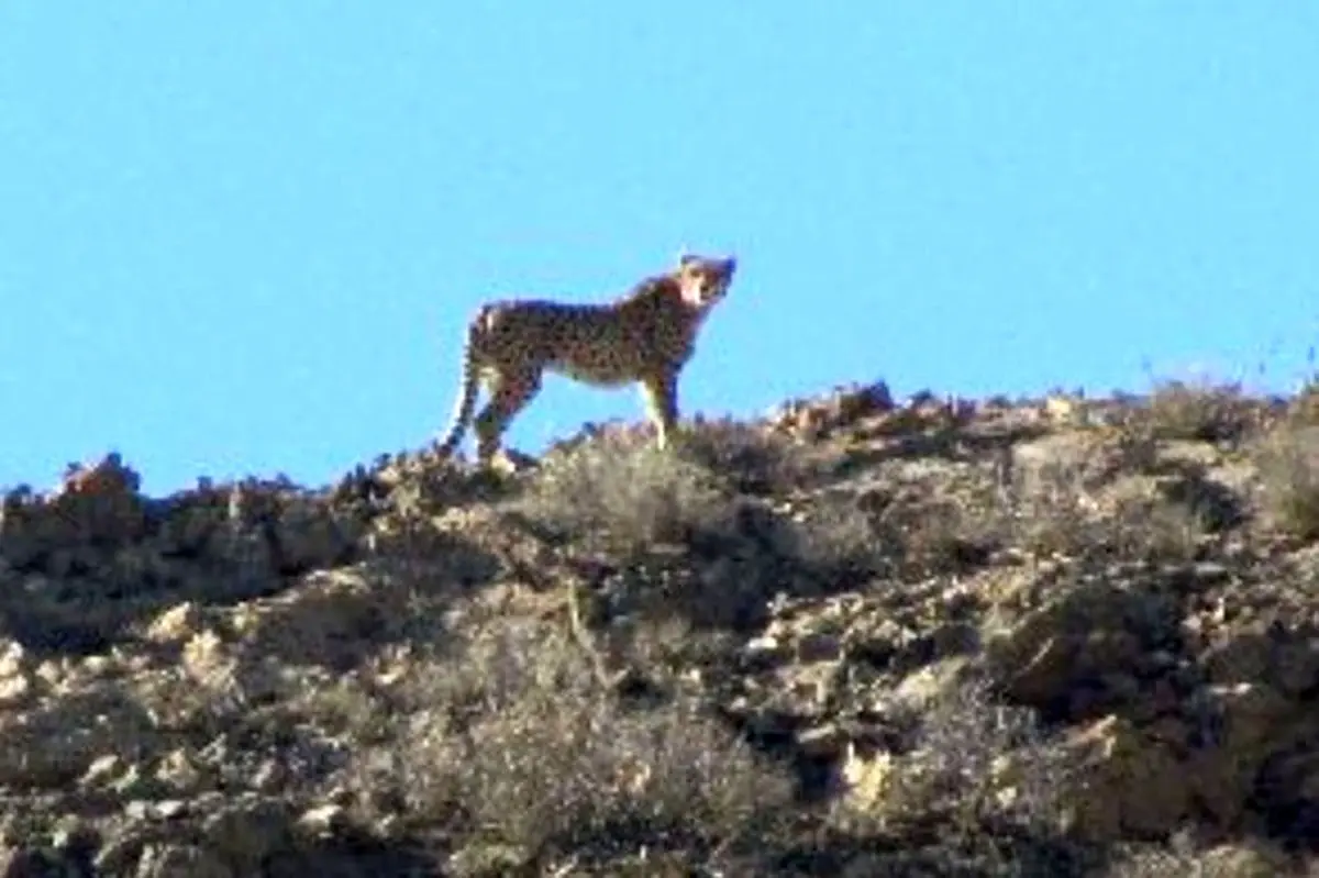 ۴ قلاده یوزپلنگ در پارک ملی توران شاهرود مشاهده شد
