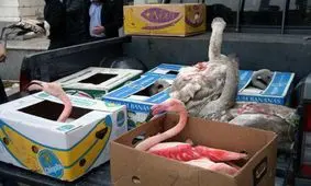 بازار پرنده فروشان فریدونکنار تخریب شد + عکس