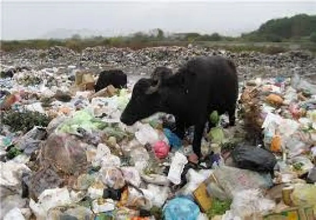 سفیر اکوادو در طرح " بی زباله " گیلان مشارکت می‌کند