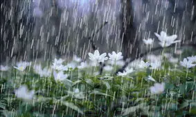 گرد و خاک در جنوب کشور/ شمال بارانی‌تر می‌شود