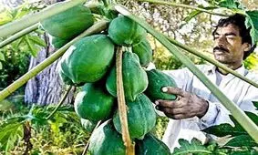 واردات ۶ قلم میوه به کشور آزاد شد