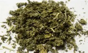 ورود بذر گل‌های مخدر رنگی با قیمت نجومی