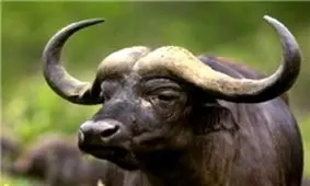 مرگ مشکوک گاومیش‌ها در شوش