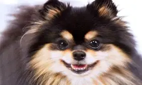 واردات پوست رنگ شده سگ‌های چینی به تهران