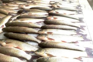 سرانه مصرف ماهی در کشور پایین تر از میانگین جهانی است