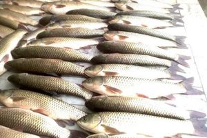 سرانه مصرف ماهی در کشور پایین تر از میانگین جهانی است