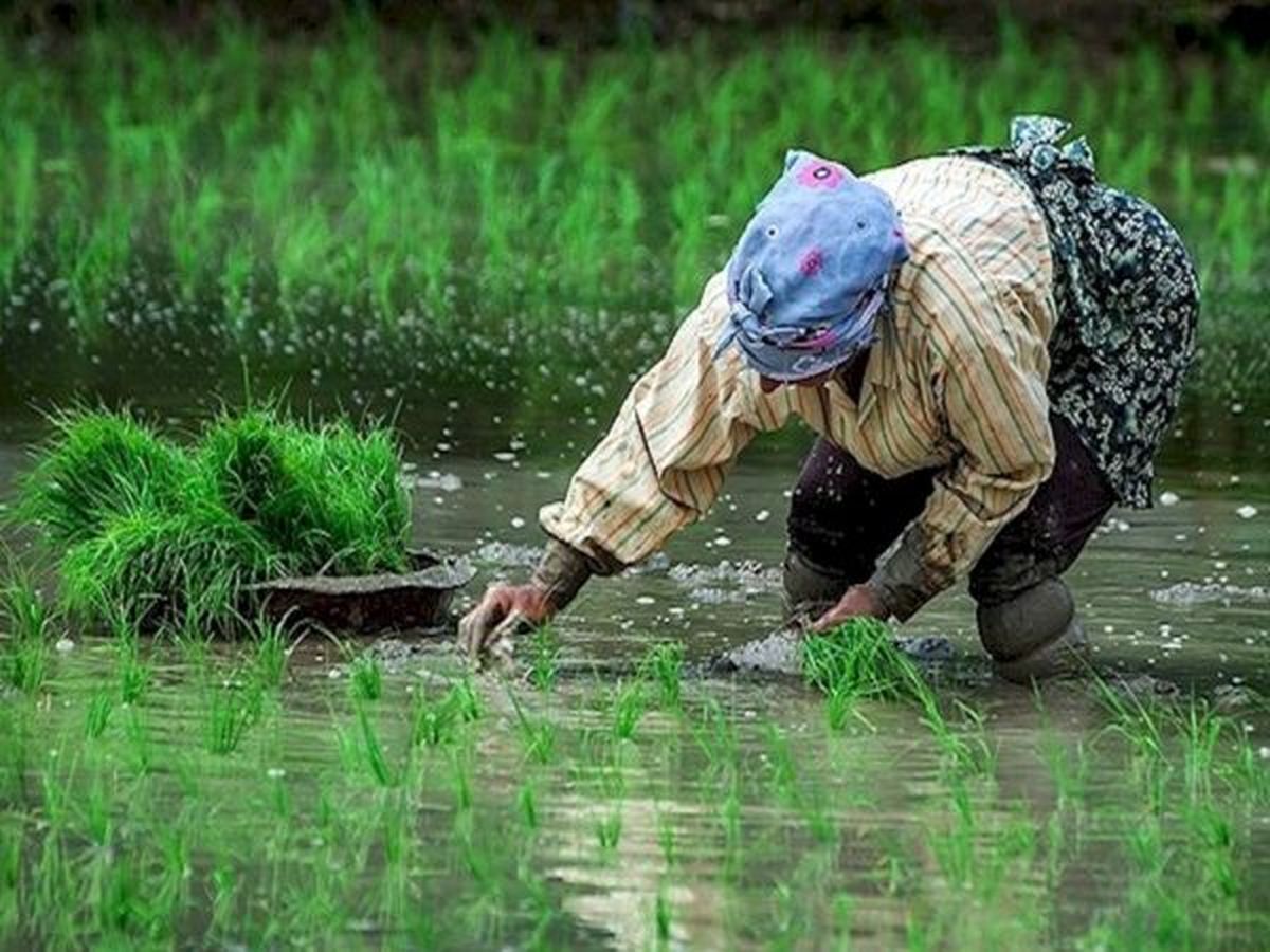 خرید توافقی برنج شالیکاران گیلان دوباره آغاز شد
