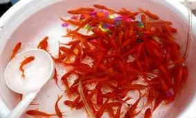 ماهی‌قرمزهای سفره عید اهل کجا هستند؟