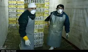 شناسایی آنفلونزای فوق حاد پرندگان در آذربایجان غربی نیازمند ۱.۶۰۰ میلیون ریال اعتبار است