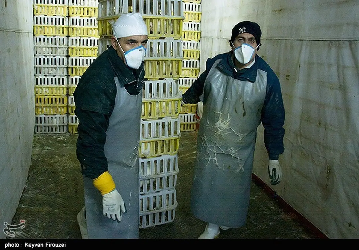 شناسایی آنفلونزای فوق حاد پرندگان در آذربایجان غربی نیازمند ۱.۶۰۰ میلیون ریال اعتبار است