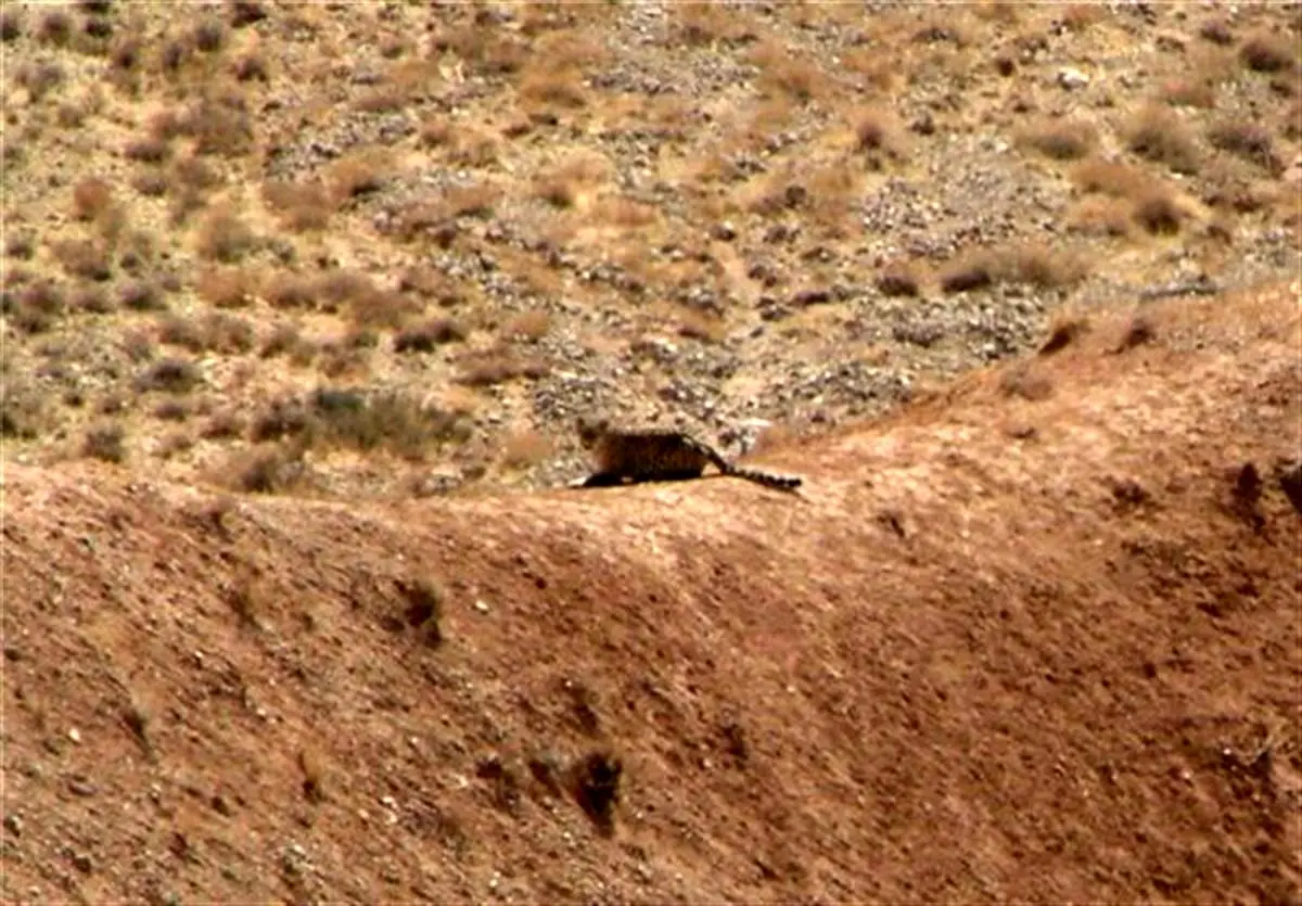 مشاهده و تصویربرداری از ۳ قلاده پلنگ در پارک ملی ساریگل اسفراین