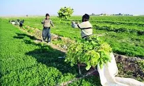 آخرین توصیه‌های هواشناسی برای کشاورزان