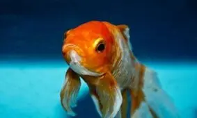 بچه ها را از ماهی قرمزها دور کنید
