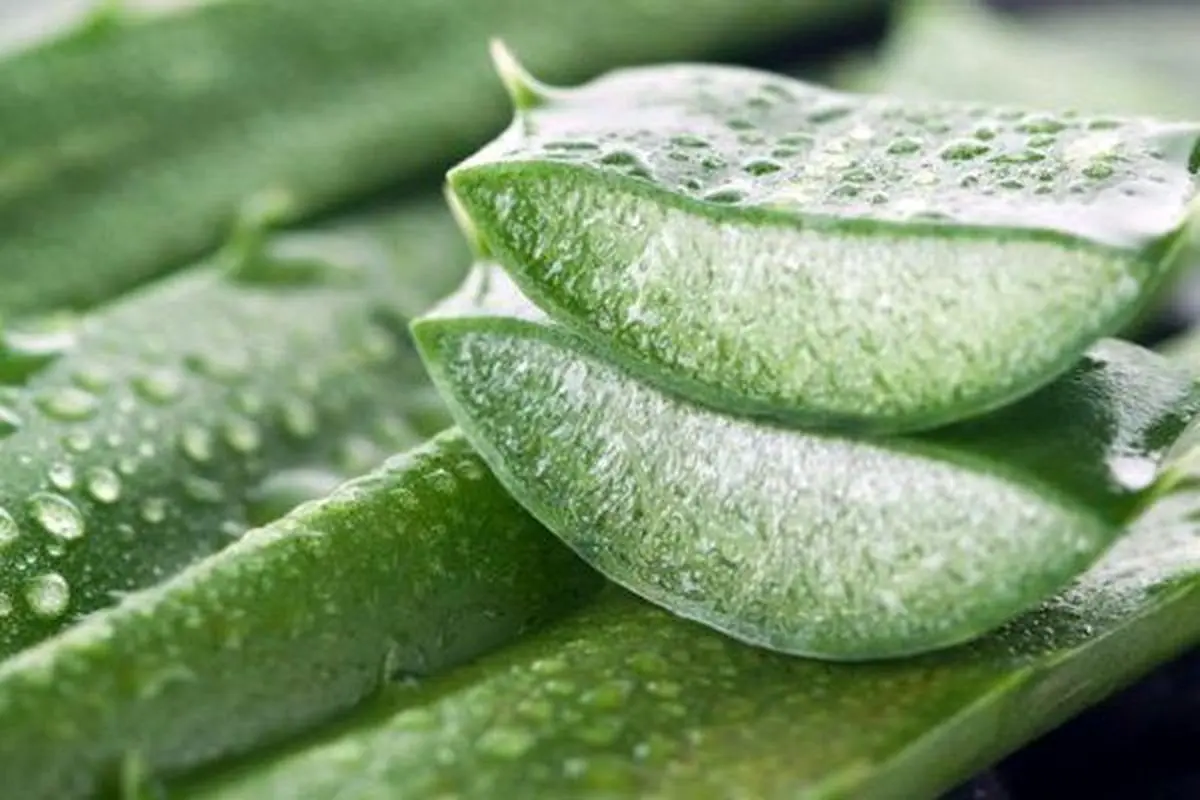 آکنه را با آلوئه‌ورا درمان کنید