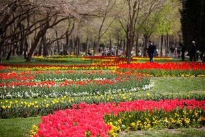فرش گل های بهار، زیر پای زایران مشهدالرضا(ع)