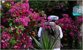 نوروز در شعر شاعران افغانستان