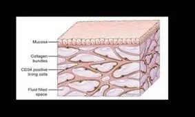کشف عضو جدید در بدن انسان