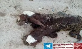 به دنیا آمدن بره دوسر در نهاوند