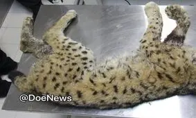 جزییات تازه‌ای از ضرب و جرح سیاه‌ گوش شمیرانات/ آیا گربه‌سان‌ها به انسان حمله می‌کنند؟