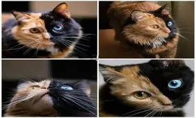 گربه آرژانتینی با ظاهری عجیب