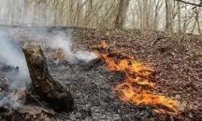 باران به داد جنگل های کجور رسید