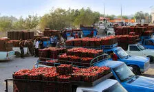 افزایش قیمت بنزین، بازار میوه را گران‌تر می‌کند