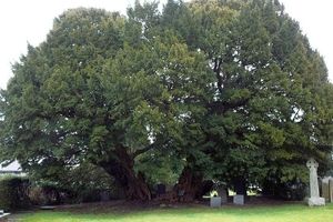 پیرترین درخت‌های جهان که از اهرام مصر قدیمی‌ترند