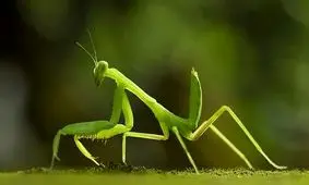 ترفند جالب یک آخوندک برای دفاع از خود/ ویدئو
