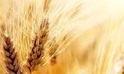 قیمت واقعی گندم اعلام شد
