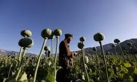 مدل مواد مخدر در افغانستان خطرناک تر شد