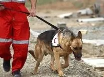 آمار عملکرد سگ‌های هلال احمر در جنگ ۴۰ روزه/ ویدئو