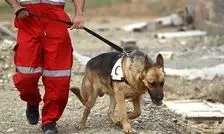 آمار عملکرد سگ‌های هلال احمر در جنگ ۴۰ روزه/ ویدئو