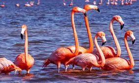 افشاگری درباره سرمایه گذار پروژه میانکاله